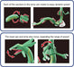 Rayquaza "Pokemon", Bandai Spirits Pokemon Model Kit